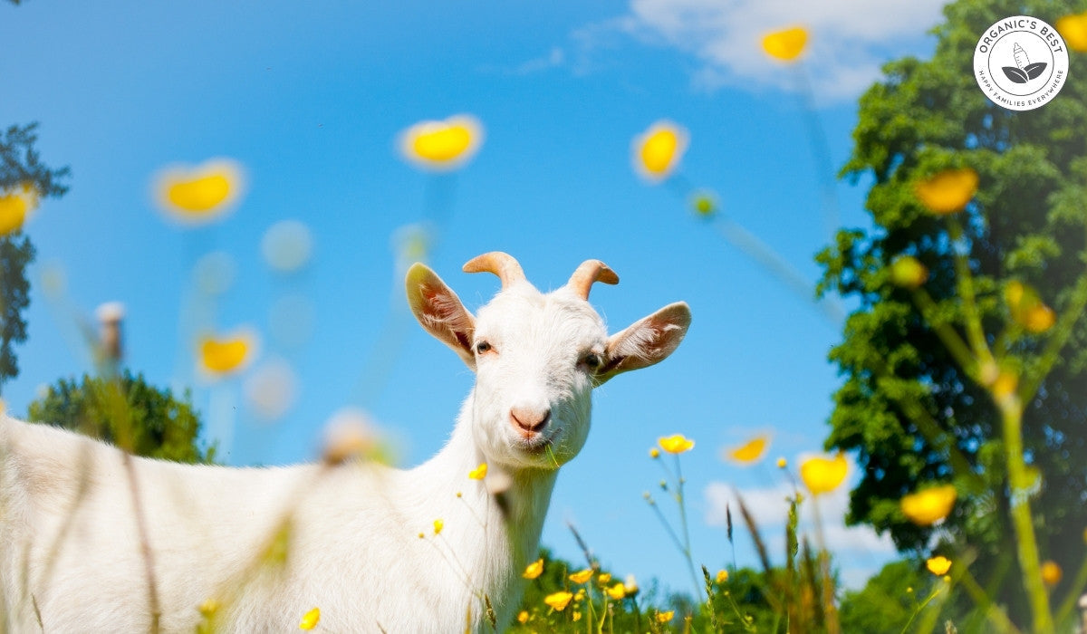 Best Goat Milk Formula for Babies: European & Organic